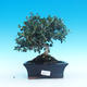 Indoor bonsai - Olea europaea sylvestris -Oliva european tiny - 1/5