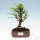Outdoor bonsai - Zelkova - Zelkova NIRE - 1/2