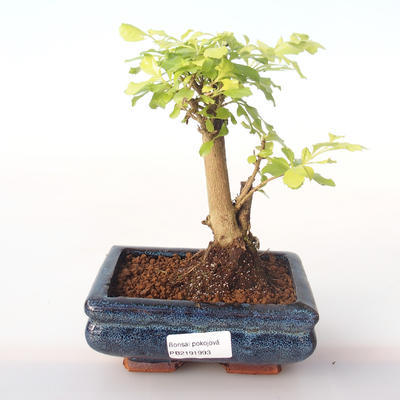 Indoor bonsai - Duranta erecta Aurea PB2191993 - 1