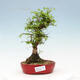 Outdoor bonsai - Zelkova - Zelkova NIRE - 1/2