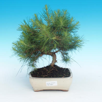 Indoor bonsai-Pinus halepensis