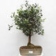 Indoor bonsai - Syzygium - Allspice - 1/6