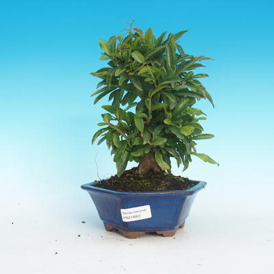 Room bonsai-PUNICA granatum-pomegranate - 1