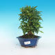 Room bonsai-PUNICA granatum-pomegranate - 1/5