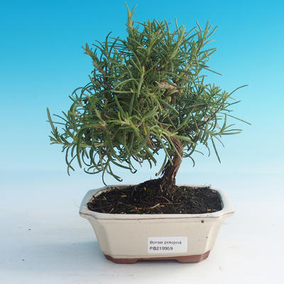Room bonsai - Rosemary-Rosmarinus officinalis - 1