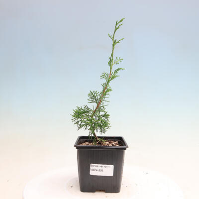 Outdoor bonsai - Juniperus chinensis Itoigawa - Chinese juniper