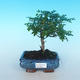 Room bonsai - Zantoxylum piperitum - pepper - 1/4