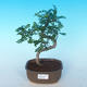 Room bonsai - Zantoxylum piperitum - Pepřovník - 1/4