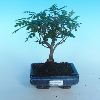 Room bonsai - Zantoxylum piperitum - pepper - 1