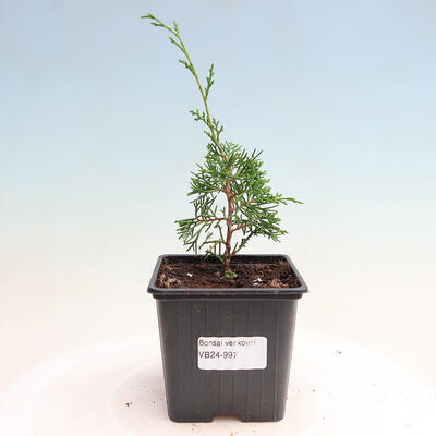Outdoor bonsai - Juniperus chinensis Itoigawa - Chinese juniper