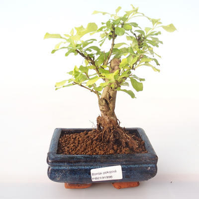 Indoor bonsai - Duranta erecta Aurea PB2191998 - 1