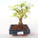 Indoor bonsai - Duranta erecta Aurea PB2191998 - 1/3