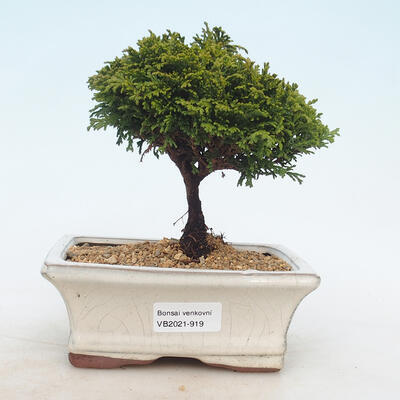 Outdoor bonsai - Pea-bearing Cypress - Chamacyparys pisifera TSUKUMO - 1