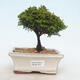 Outdoor bonsai - Pea-bearing Cypress - Chamacyparys pisifera TSUKUMO - 1/2