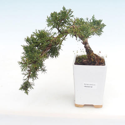 Outdoor bonsai - Juniperus chinensis - Chinese juniper VB2020-92