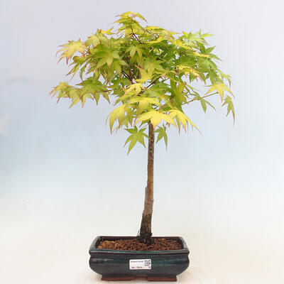 Acer palmatum Aureum - Golden Palm Maple - 1