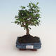 Indoor bonsai - Carmona macrophylla - Tea fuki 412-PB2191334 - 1/5