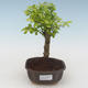 Indoor bonsai - Duranta erecta Aurea PB2191518 - 1/3
