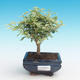 Room bonsai -Ligustrum chinensis - privet - 1/4