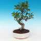 Indoor bonsai - Ficus retusa - small ficus - 1/2