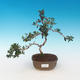 Indoor bonsai - Olea europaea sylvestris -Oliva european tiny - 1/5