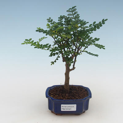 Indoor bonsai - Zantoxylum piperitum - pepper tree PB2191521 - 1