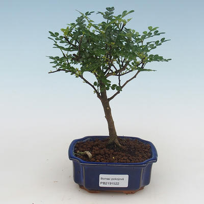 Indoor bonsai - Zantoxylum piperitum - pepper tree PB2191522 - 1