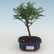 Indoor bonsai - Zantoxylum piperitum - pepper tree PB2191522 - 1/4