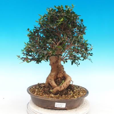 Indoor bonsai - Olea europaea sylvestris -Oliva european tiny - 1