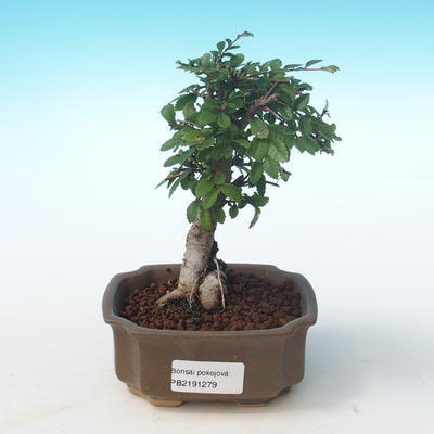 Indoor bonsai-Ulmus Parvifolia-Small leaf elm PB2191279