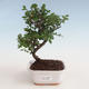 Indoor bonsai - Sagerécie thea - Sagerécie thea 412-PB2191298 - 1/4