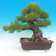 Outdoor bonsai - Pinus thunbergii - Thunberg Pine - 1/6