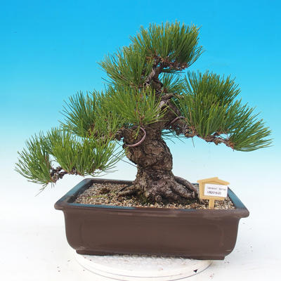 Outdoor bonsai - Pinus thunbergii - Thunberg Pine - 1