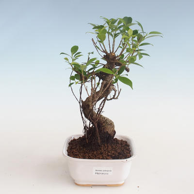Indoor bonsai - Ficus kimmen - small leaf ficus PB2191313