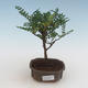 Indoor bonsai - Zantoxylum piperitum - pepper tree PB2191523 - 1/5