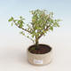 Indoor bonsai - Serissa foetida Variegata - Tree of a Thousand Stars PB2191319 - 1/2