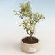 Indoor bonsai - Serissa foetida Variegata - Tree of a Thousand Stars PB2191322 - 1/2