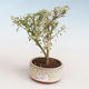 Indoor bonsai - Serissa foetida Variegata - Tree of a Thousand Stars PB2191323 - 1/2