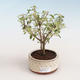 Indoor bonsai - Serissa foetida Variegata - Tree of a Thousand Stars PB2191324 - 1/2