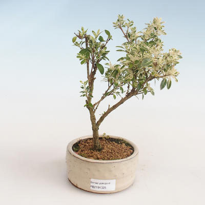 Indoor bonsai - Serissa foetida Variegata - Tree of a Thousand Stars PB2191325 - 1