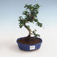 Indoor bonsai - Carmona macrophylla - Tea fuki PB2191327 - 1/5