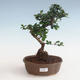 Indoor bonsai - Carmona macrophylla - Tea fuki PB2191328 - 1/5