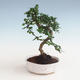 Indoor bonsai - Carmona macrophylla - Tea fuki PB2191329 - 1/5