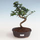 Indoor bonsai - Carmona macrophylla - Tea fuki PB2191331 - 1/5
