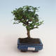Indoor bonsai - Carmona macrophylla - Tea fuki 412-PB2191336 - 1/5