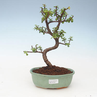 Indoor bonsai - Portulakaria Afra - Tlustice 414-PB2191353 - 1