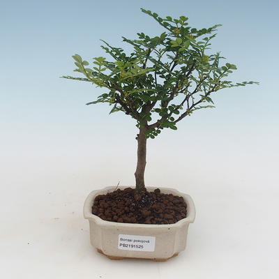 Indoor bonsai - Zantoxylum piperitum - pepper tree PB2191525 - 1