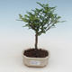 Indoor bonsai - Zantoxylum piperitum - pepper tree PB2191525 - 1/5