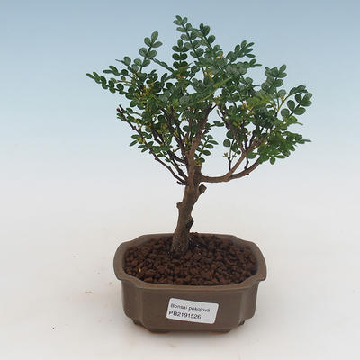 Indoor bonsai - Zantoxylum piperitum - pepper tree PB2191526 - 1