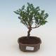 Indoor bonsai - Zantoxylum piperitum - pepper tree PB2191526 - 1/5